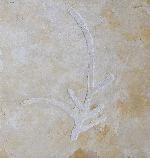 Brachyphyllum nepos SAPORTA 1884 - Bild &copy; FossNet FossilienStore